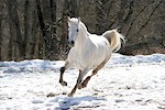 White Horse