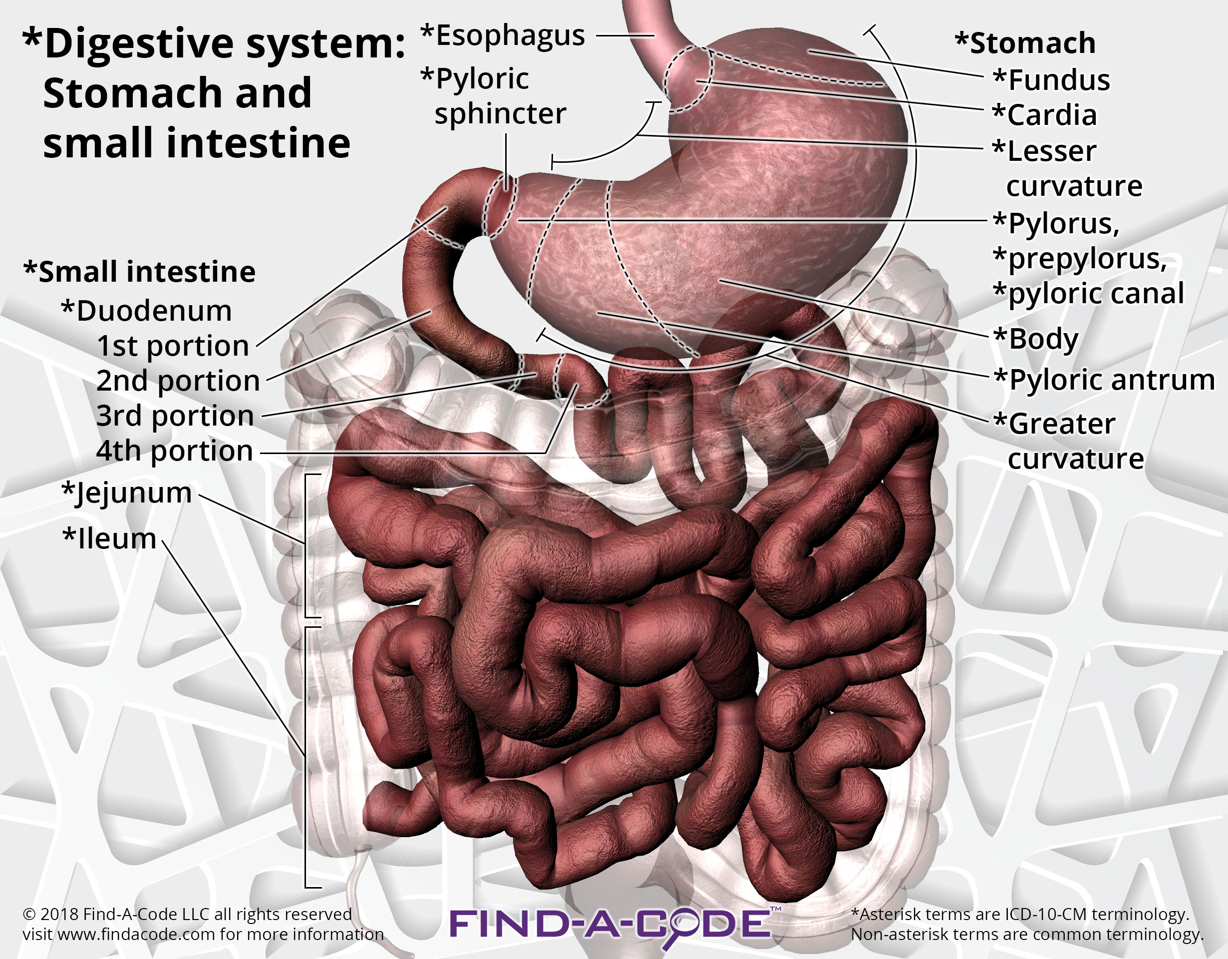 Gastroenterology Articles and Resources