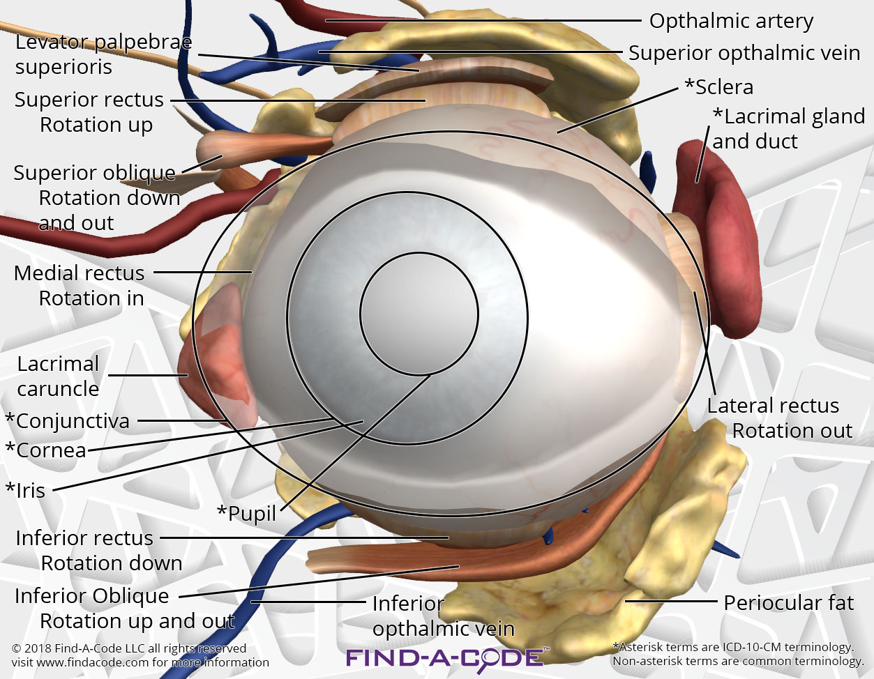 OphthalmologyOptometry Articles and Resources