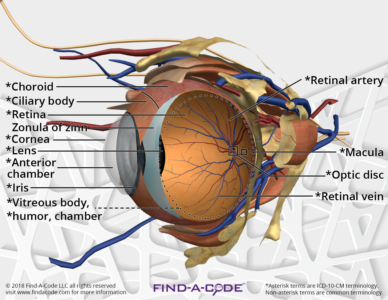 Ophthalmology|Optometry Articles and Resources