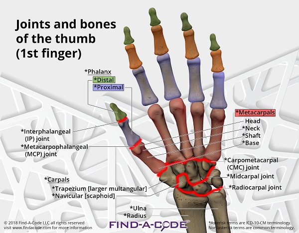 How to Report Imaging (X-Rays) of the Thumb - Article - Codapedia™