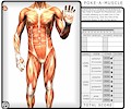 Learn Musculature Anatomy - Poke-A-Muscle Game