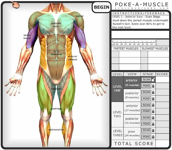 Pole-A-Muscle Anatomy Study Game