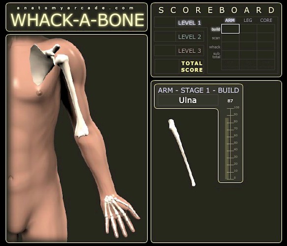 Whack-A-Bone Anatomy Study Game